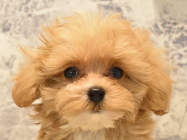 神奈川県のハーフ犬 (ペッツワン相模原愛川インター店/2024年3月14日生まれ/女の子/アプリコットホワイト)の子犬